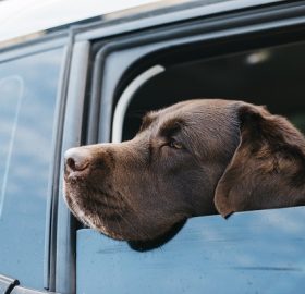 protection chien pour voiture